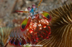 Mantus Shrimp by Todd Moseley 